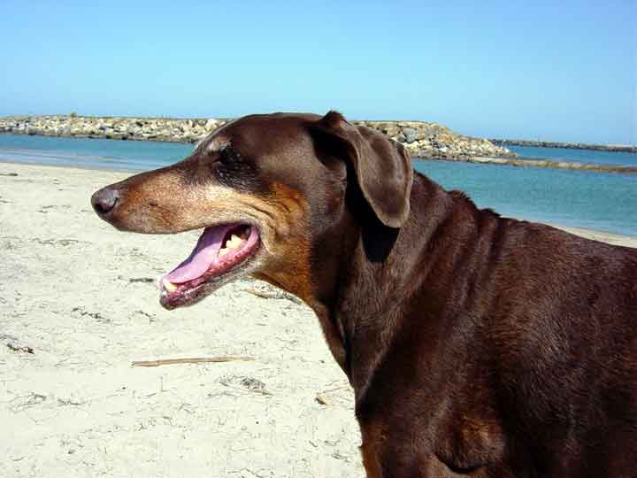 Suni @ San Diego Dog Beach April 2003